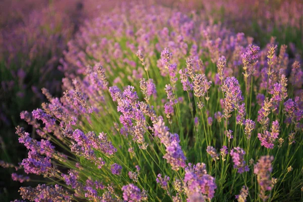 Bush of lavender. — Stock Photo, Image