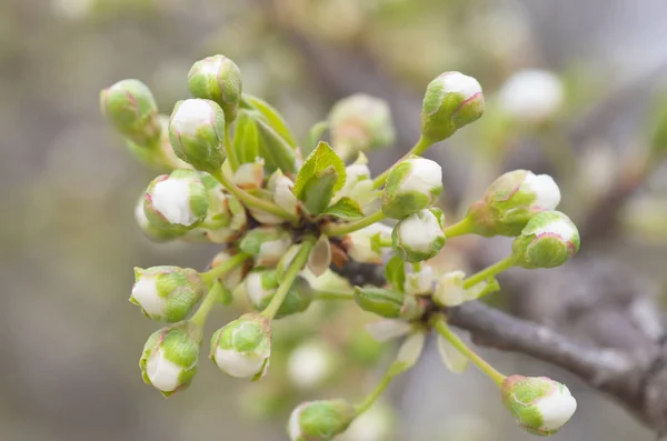 Botões de primavera na árvore — Fotografia de Stock