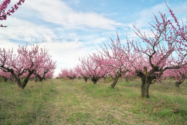 Printemps de jardin de pêche . — Photo