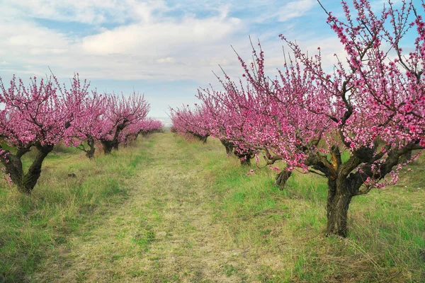 Весна персикового сада . — стоковое фото