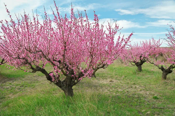 Весна персикового сада . — стоковое фото