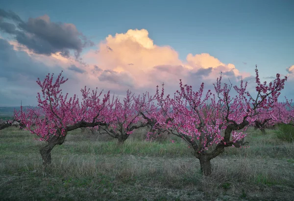 Lente van perzik tuin. — Stockfoto