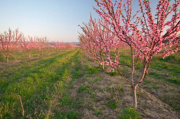 Spring of peach garden — Stock Photo, Image