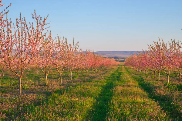 Printemps de jardin de pêche — Photo