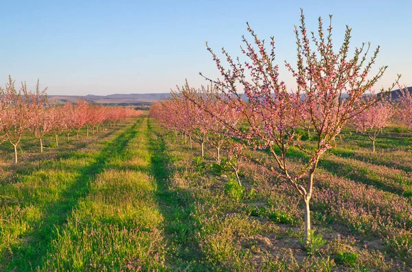 Весна персикового сада — стоковое фото