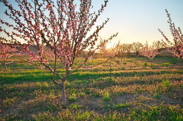 Wiosna ogrodu brzoskwiniowego. — Zdjęcie stockowe