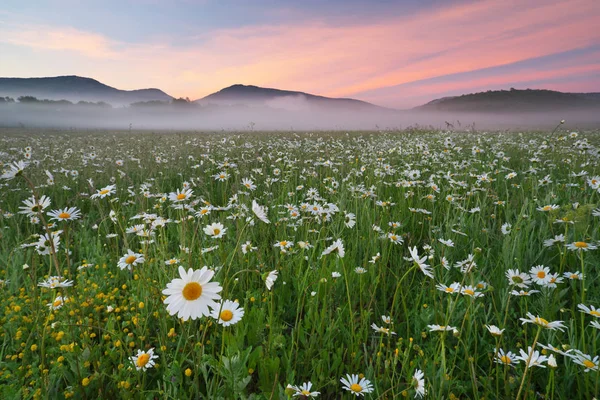 Daisy meadow on foggy morning — Stock Photo, Image