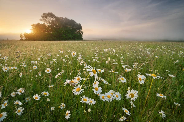 Daisy meadow on foggy morning. — Stock Photo, Image