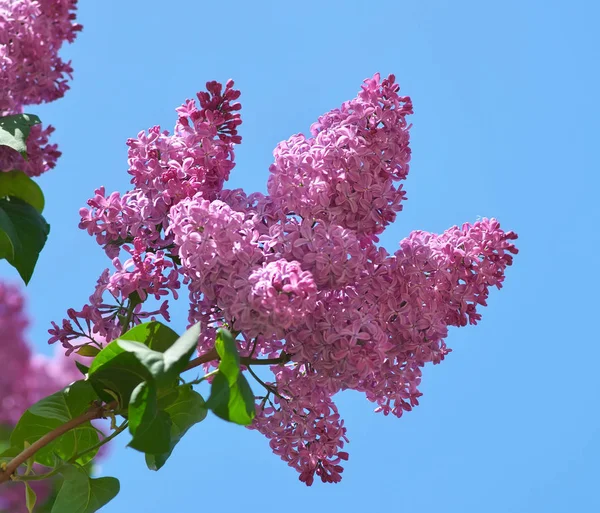 Flower of a lilac. — Stock Photo, Image