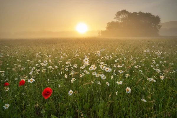 Gänseblümchenwiese an nebligem Morgen. — Stockfoto