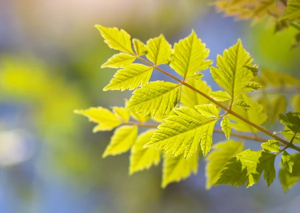 Lente en gebtle blad van boom — Stockfoto