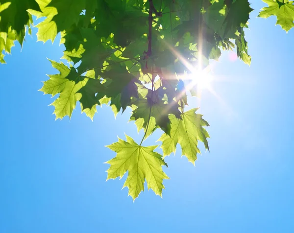 Hoja de primavera del árbol de arce —  Fotos de Stock