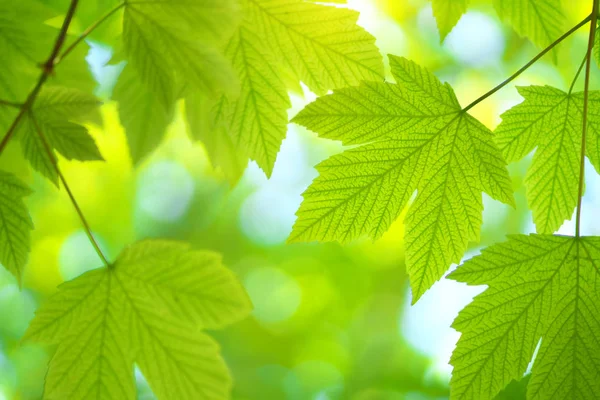 Green spring leaf of maple — Stock Photo, Image