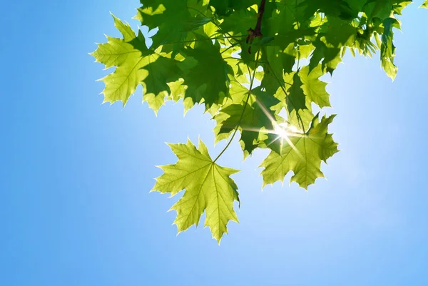 Spring leaf of maple tree — Stock Photo, Image