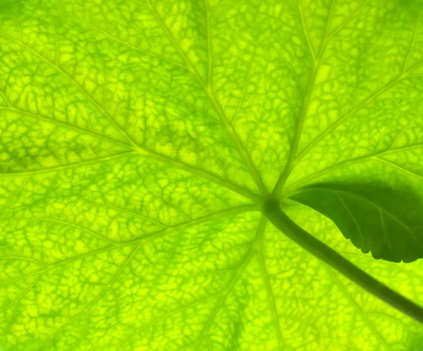 Макро с зеленой текстурой листа — стоковое фото