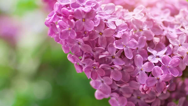 Lilac flower on bush — Stock Photo, Image