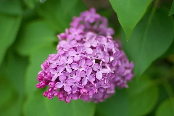 Lilac flower on bush — Stock Photo, Image