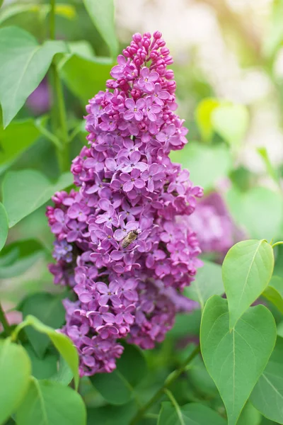Lilac kwiat na krzew — Zdjęcie stockowe