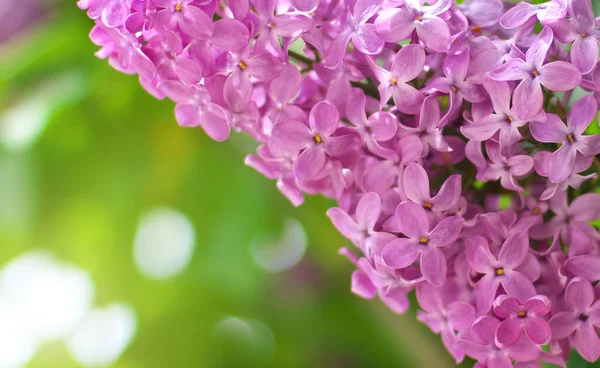 Lilac flower on bush. — Stock Photo, Image