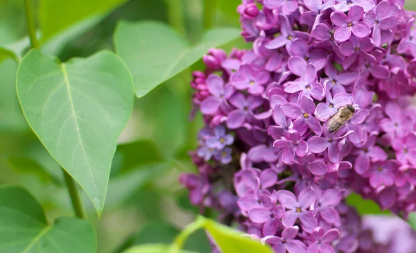 Lilac flower on bush. — Stock Photo, Image