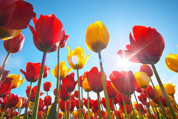 Tulipanes y cielo claro y soleado . —  Fotos de Stock