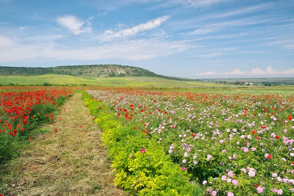 Prato primaverile di papavero e rosa . — Foto Stock