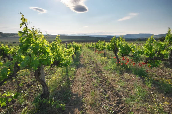 Пейзаж виноградника в день . — стоковое фото