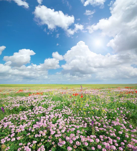 Lente weide van bloemen. — Stockfoto