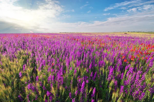 草地上的春紫花. — 图库照片