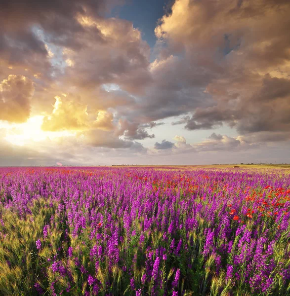 Fleurs violettes printanières dans la prairie . — Photo