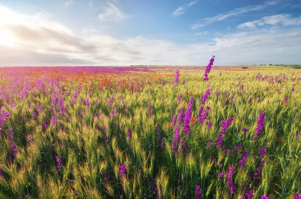 Primavera fiori viola nel prato di grano . — Foto Stock