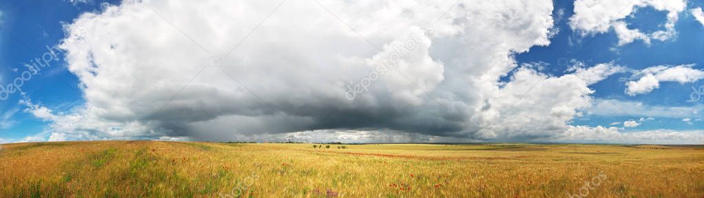 panorama of wheat and poppy at summer
