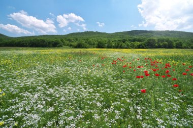 Çiçek Bahar medoaw