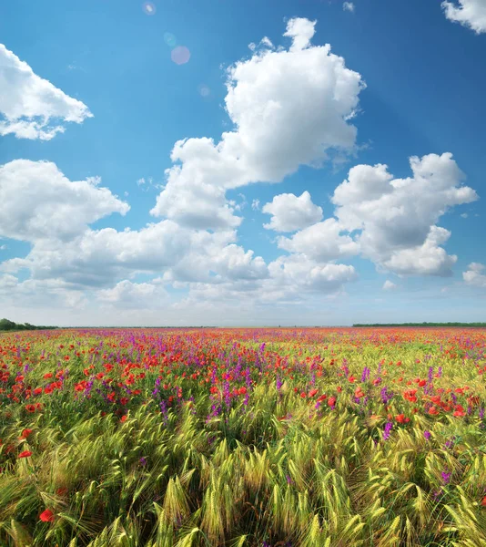 Pradera de trigo y amapola en el día . — Foto de Stock