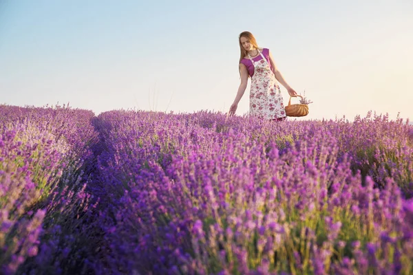 Menina Bonito Coletar Lavanda Prado Pôr Sol Natureza Pepople Cena — Fotografia de Stock