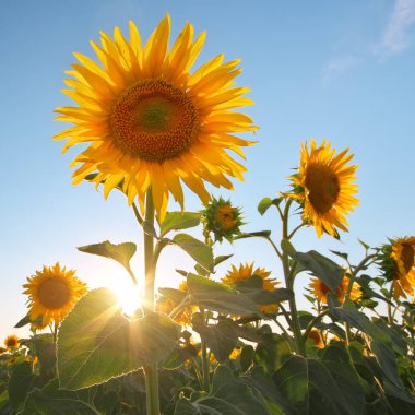 Gün batımında ayçiçeği tarlası. 