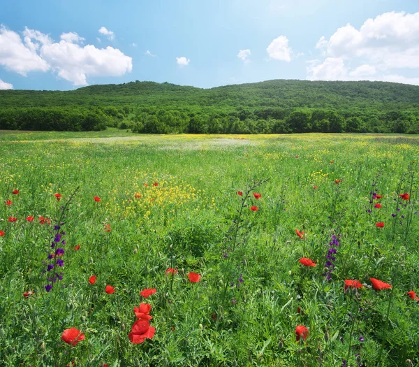 Çiçek Bahar medoaw.
