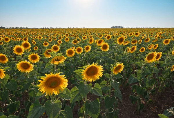 Meadow of sunflower. — Stock Photo, Image