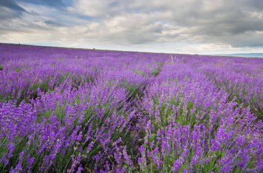 Bulutlu bir günde lavanta çayırı. 