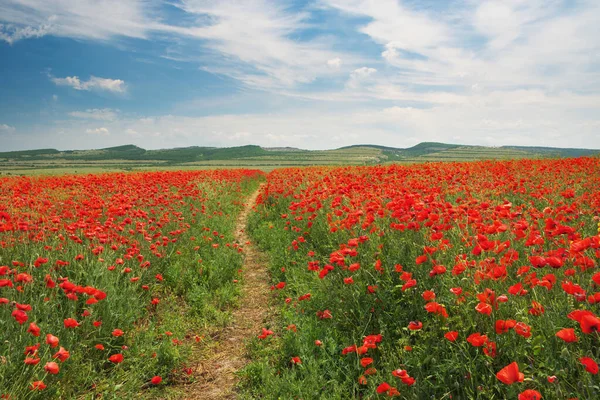 Fußweg zur Sonne und Mohnwiese. — Stockfoto