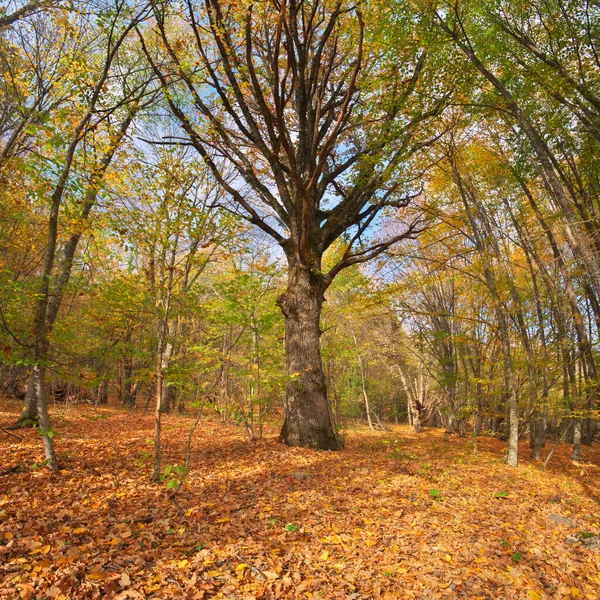 Grande árvore velha outono na floresta . — Fotografia de Stock