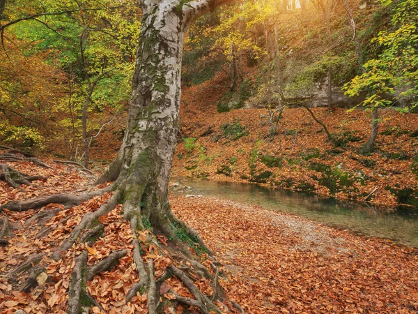 Autumn tree in forest and river flow. — Stock Photo, Image