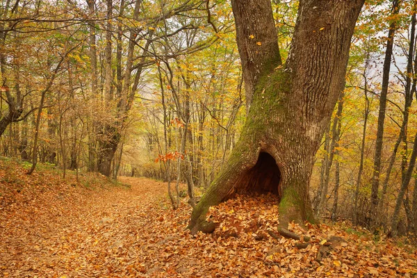 橡木树洞 — 图库照片