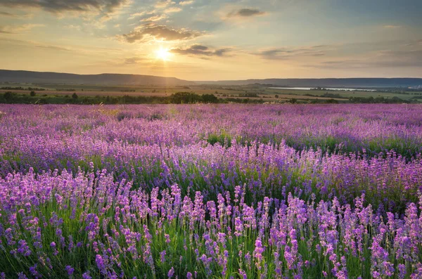 Prato di lavanda al tramonto — Foto Stock