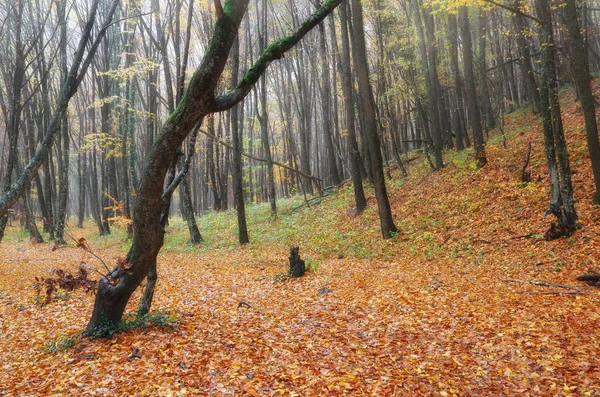 Herbstwald tief im Gebirge. — Stockfoto
