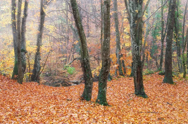 Bosque de otoño profundo en la montaña . — Foto de Stock