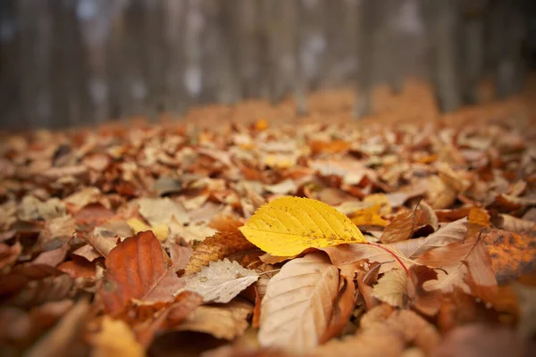Podzimní listí na lesní půdě. — Stock fotografie