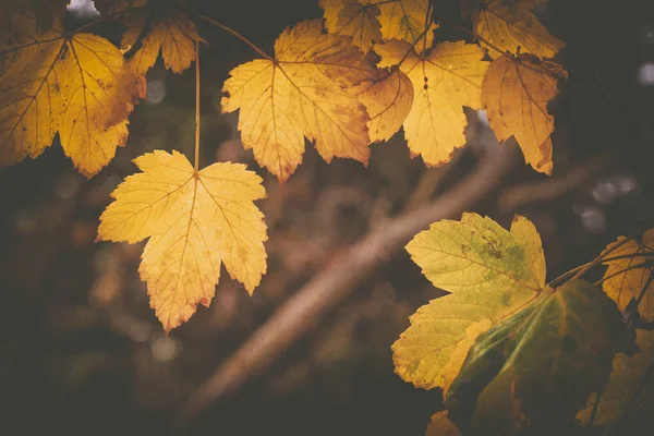 Herbstblatt des Ahornbaums. — Stockfoto