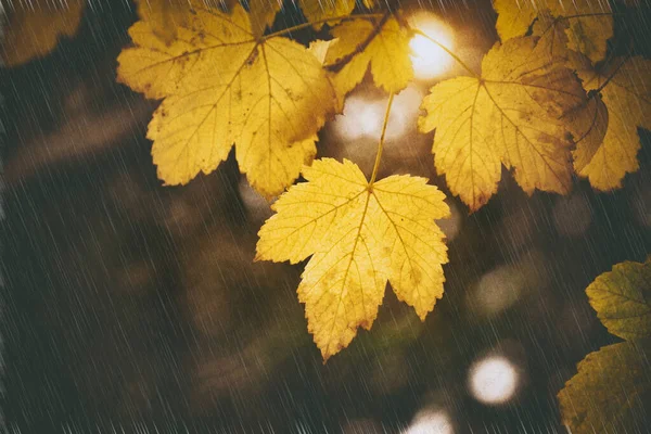 Hoja de otoño de arce . — Foto de Stock