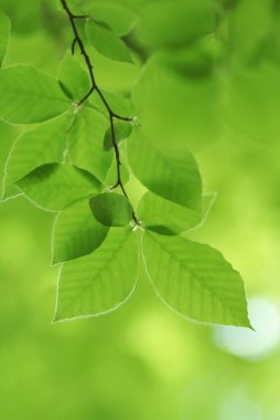 Kayın ağacının bahar yaprağı ve güzel bir bokeh arka planı. Doğa sahnesi.